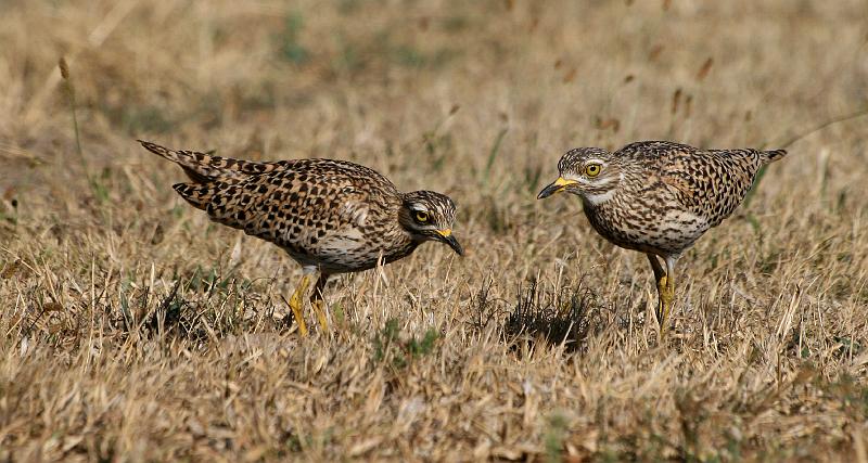Twee dikkoppe saam 4.jpg - Dikkoppe rus in die dag tussen rotse en bosse. Hulle is snags aktief!